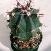 Ferocactus_viscainensis